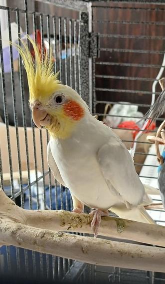 Enlarge Pika (to be adopted with his friends Cherry and Bubbles), a Adoptable Cockatiel in Pittsburgh, PA image 1/1