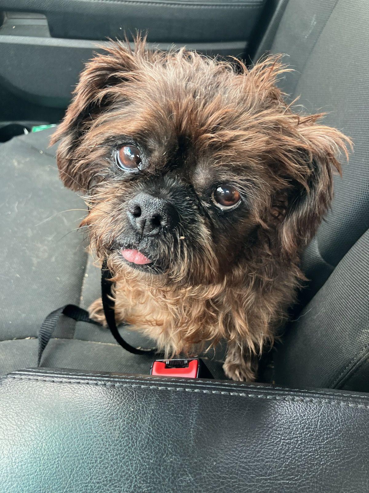 Tyke, Adopted, Adult Male Shih Tzu.