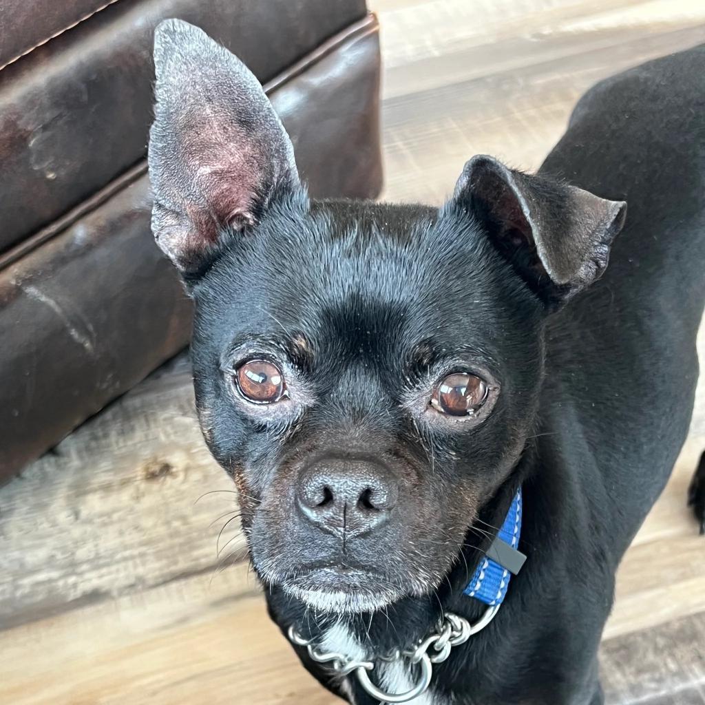 Batman, a Adoptable mixed breed in Fond Du Lac, WI image 1/2