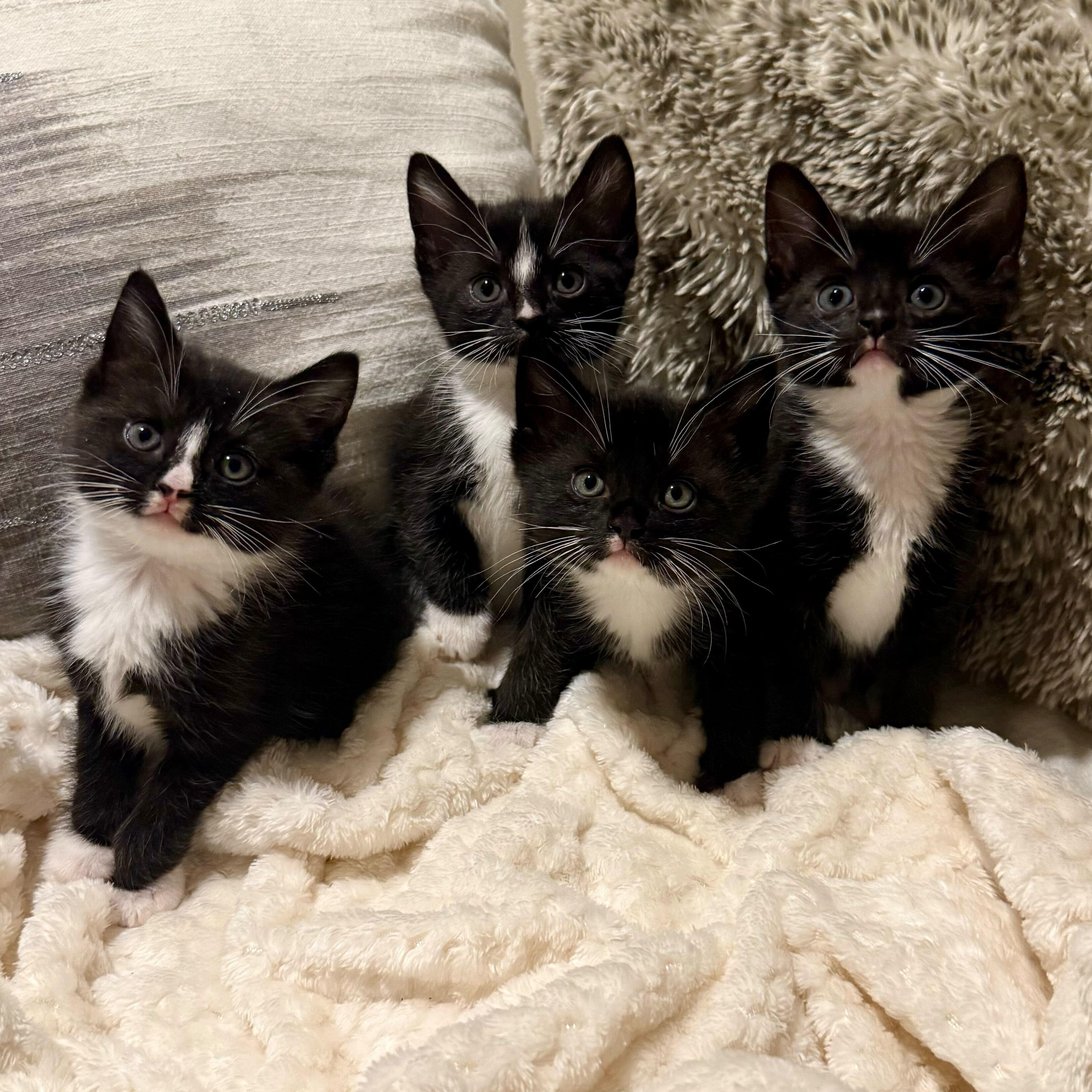 Enlarge Arya & her kittens, a ADOPTABLE Domestic Short Hair in Waltham, MA image 2/3