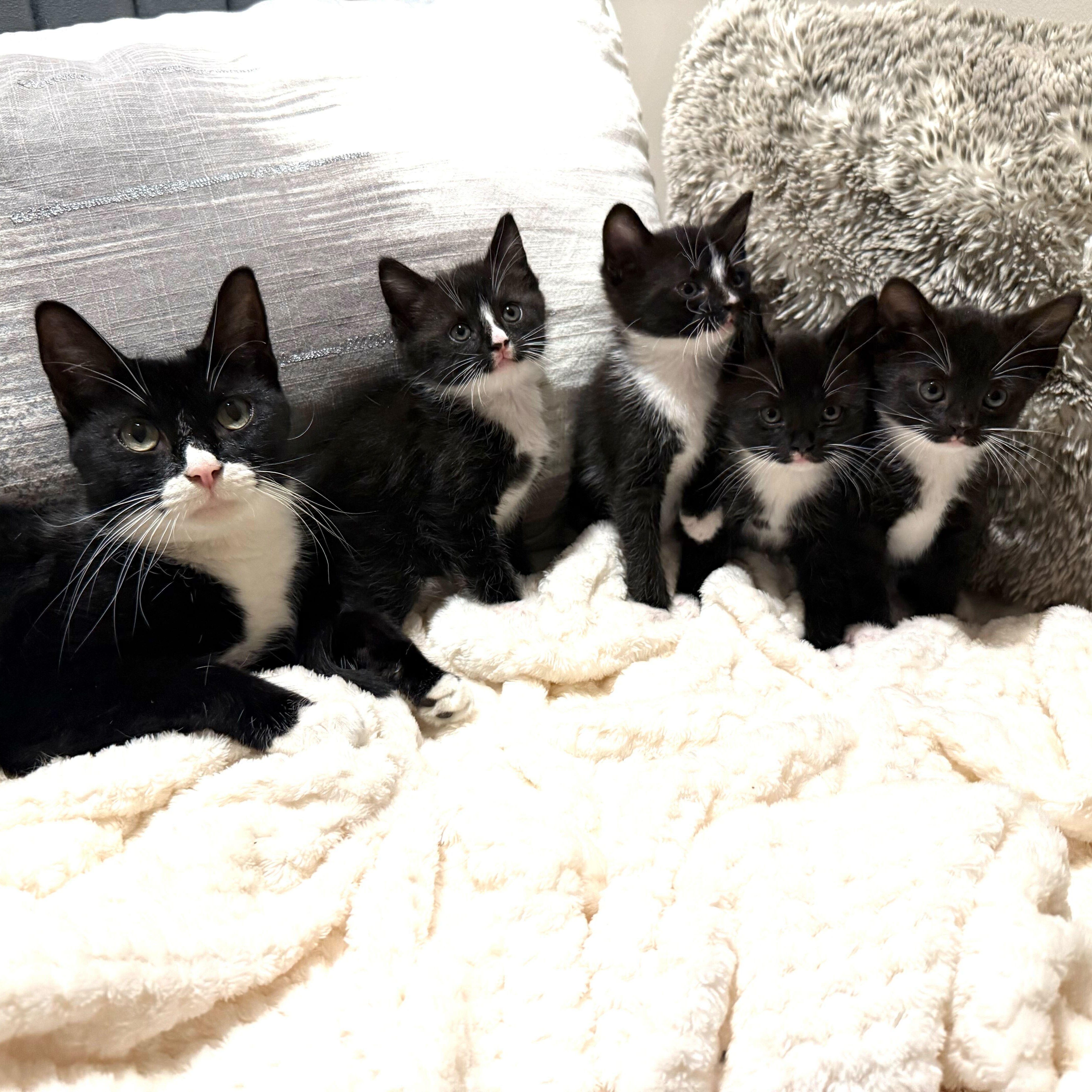 Arya & her kittens, ADOPTABLE, Kitten Female Domestic Short Hair.