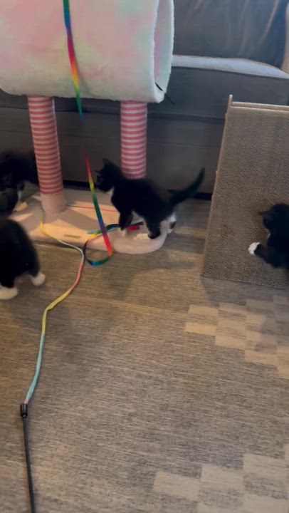 Enlarge Arya & her kittens, a ADOPTABLE Domestic Short Hair in Waltham, MA video 3/3
