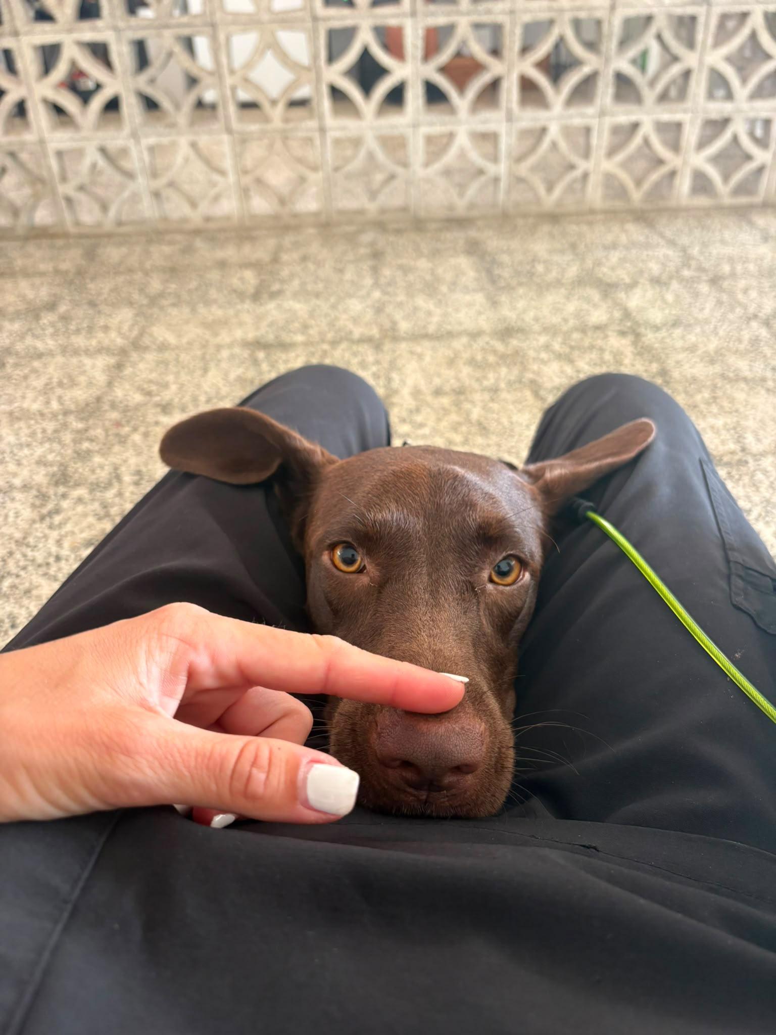OLIVIA, a Adoptable Chocolate Labrador Retriever in Baltimore, MD image 2/5