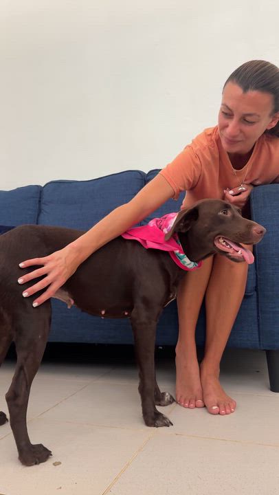 Enlarge OLIVIA, a Adoptable Chocolate Labrador Retriever in Baltimore, MD video 5/5
