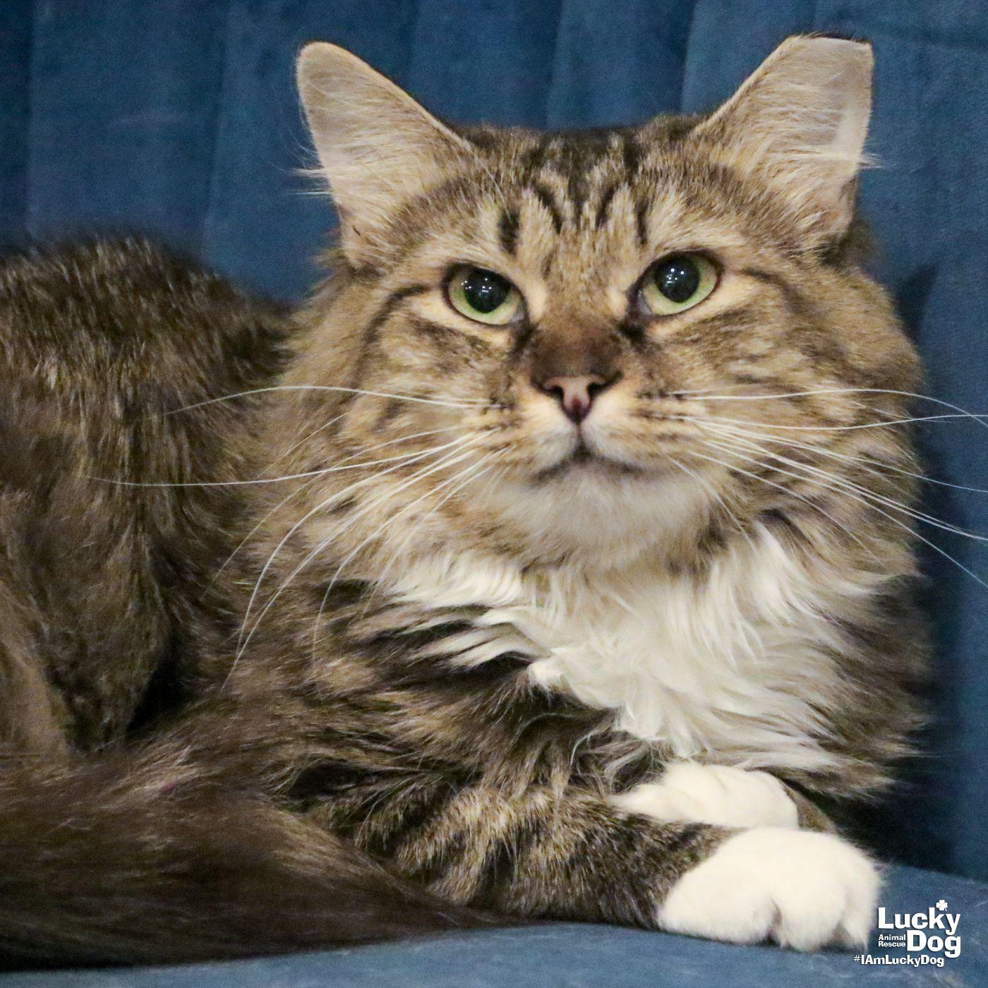 Enlarge Mavis, a Adopted Domestic Medium Hair in Washington, DC image 1/3