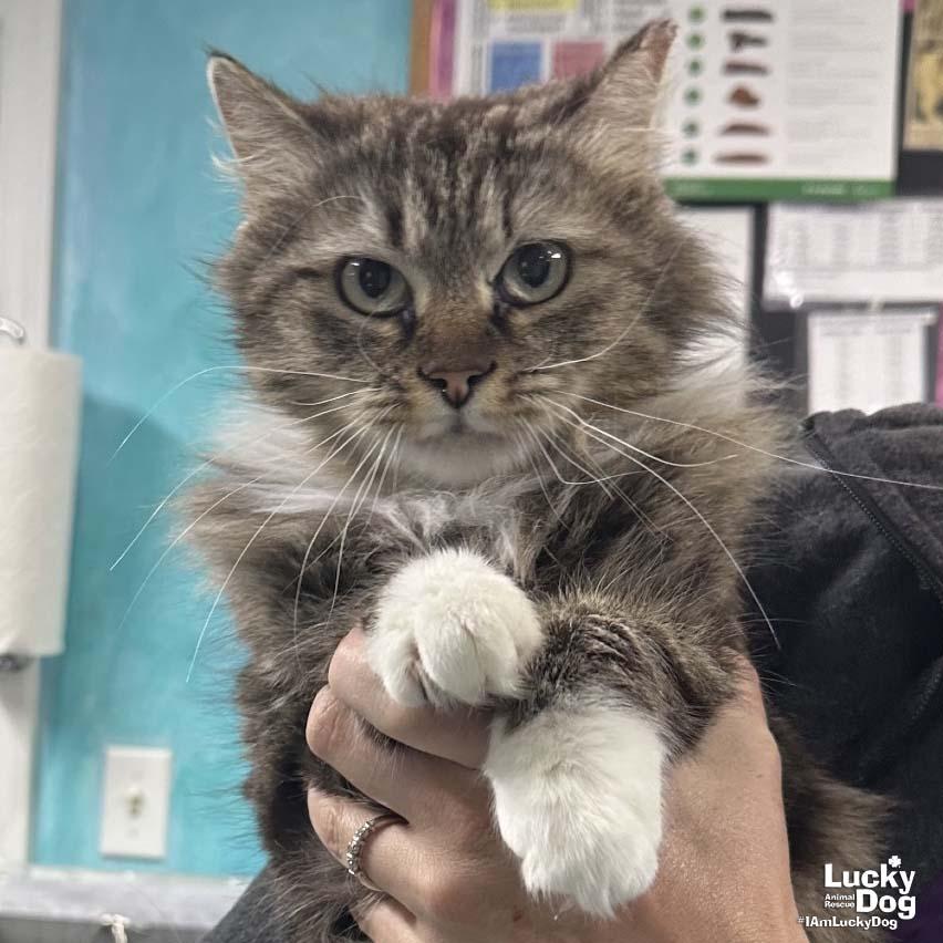 Enlarge Mavis, a Adopted Domestic Medium Hair in Washington, DC image 2/3