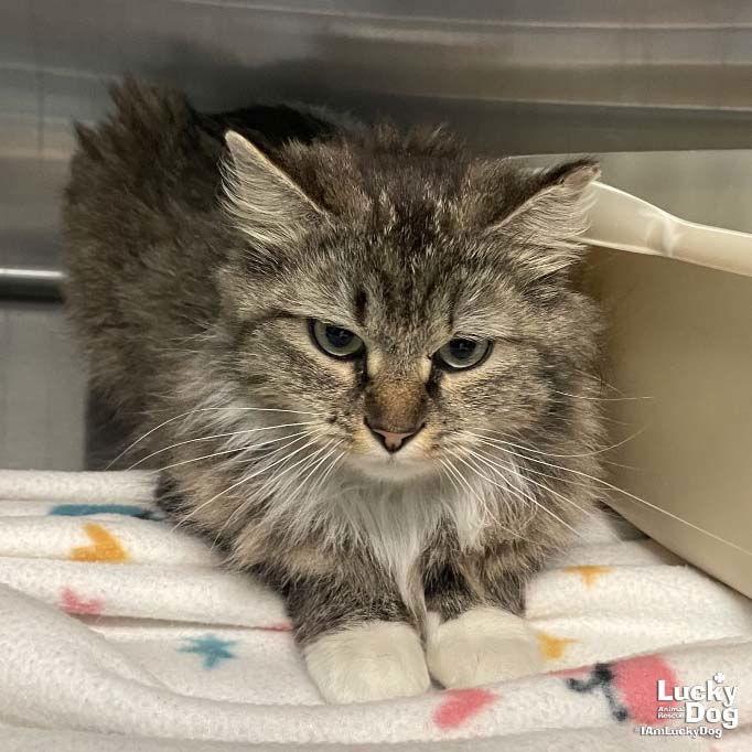 Enlarge Mavis, a Adopted Domestic Medium Hair in Washington, DC image 3/3