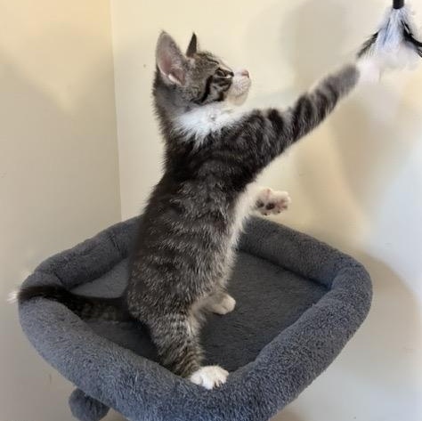DONUT, an adoptable mixed breed in Wilmington, OH image 3/3
