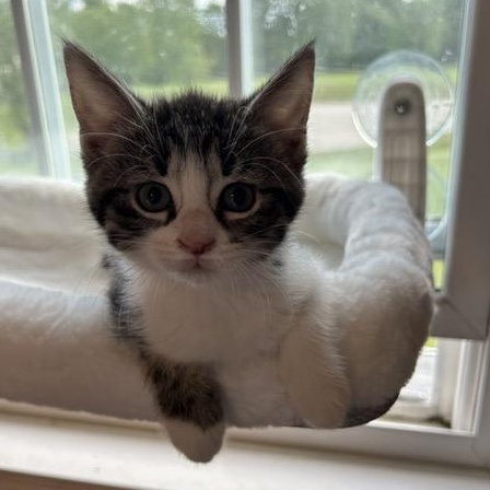 DONUT, an adoptable mixed breed in Wilmington, OH image 2/3