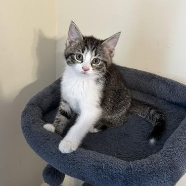 DONUT, adoptable, Kitten Female Domestic Short Hair & Domestic Medium Hair.