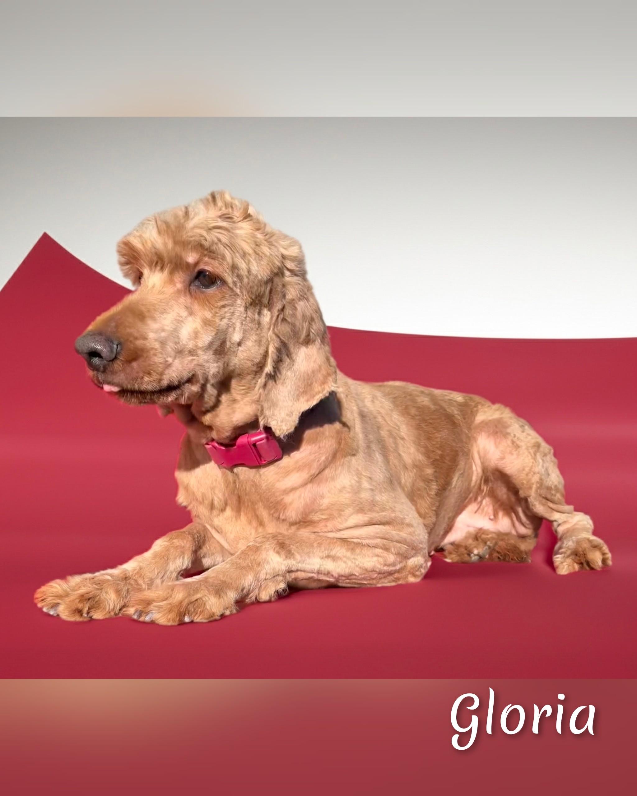 Enlarge Gloria, a Adopted Goldendoodle in Fredericksburg, VA image 5/6