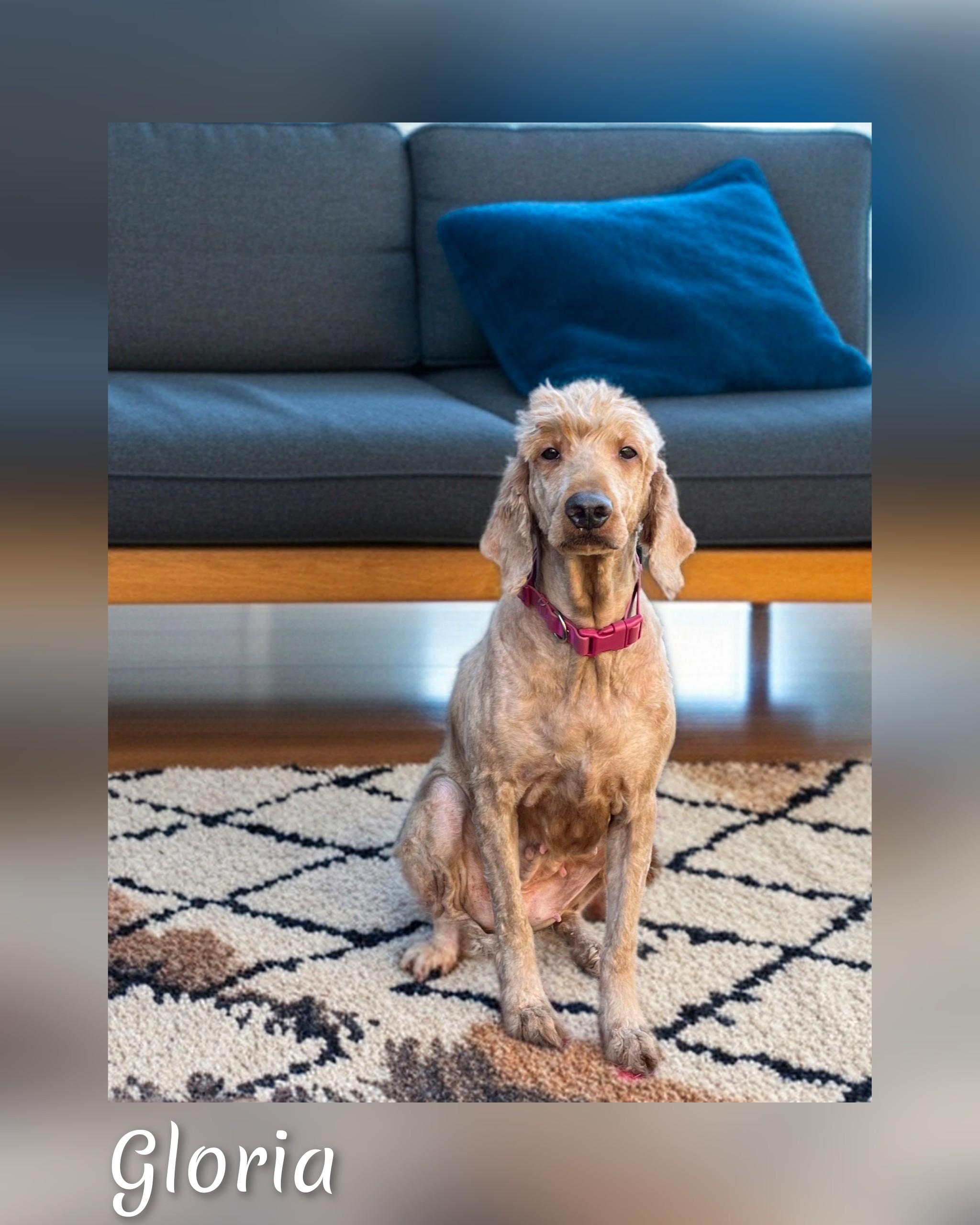 Enlarge Gloria, a Adopted Goldendoodle in Fredericksburg, VA image 4/6