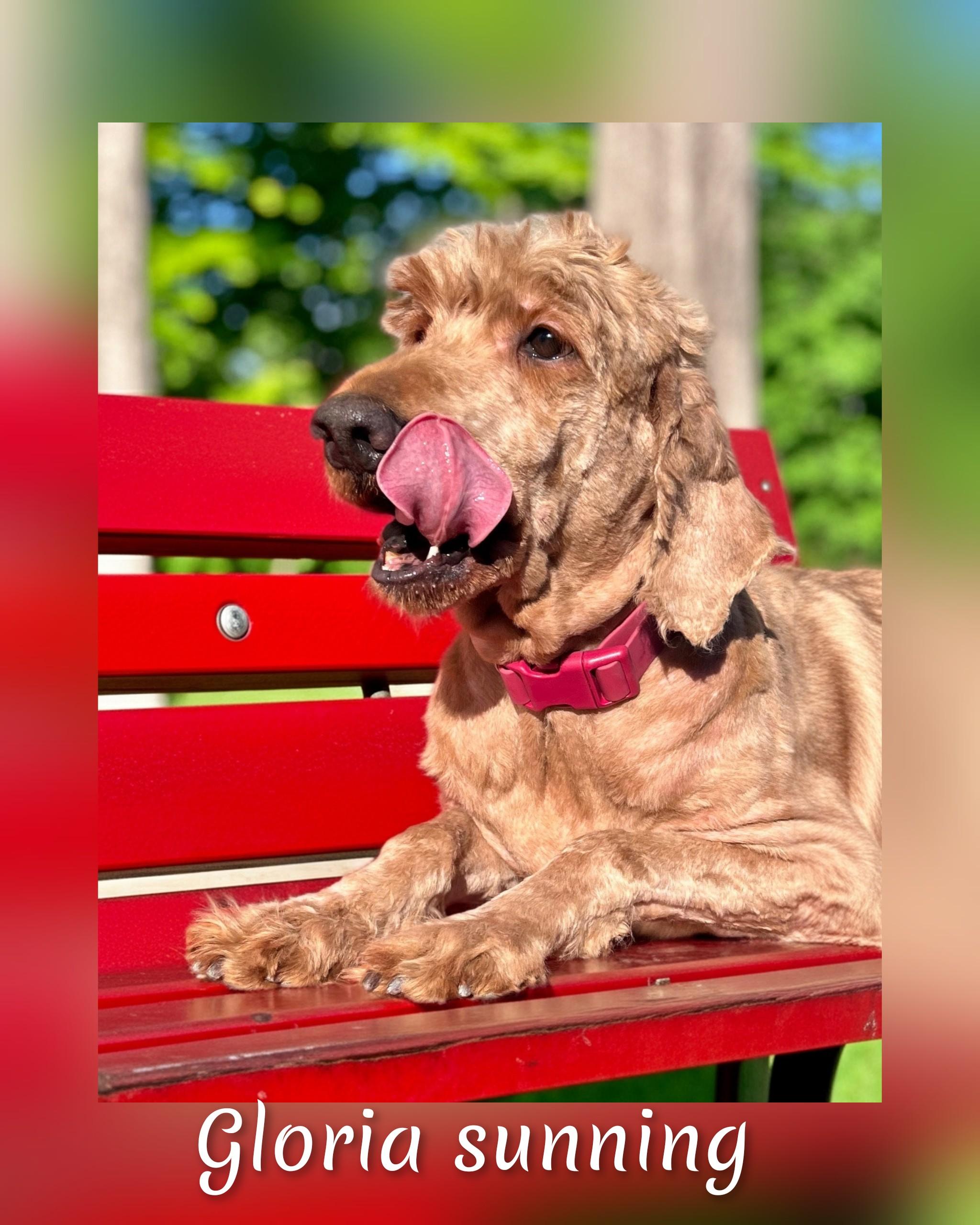 Enlarge Gloria, a Adopted Goldendoodle in Fredericksburg, VA image 3/6