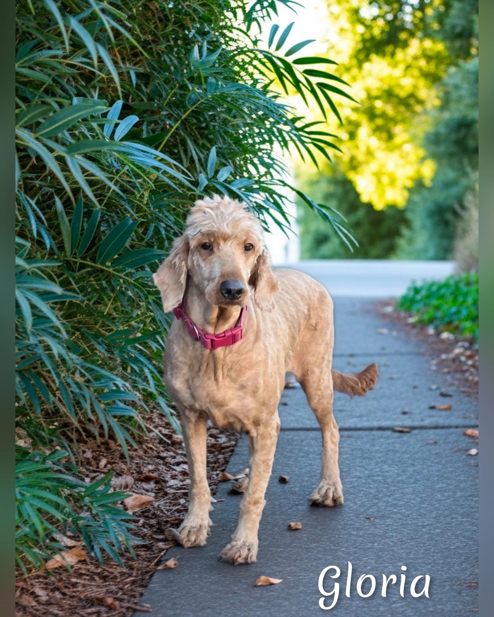 Enlarge Gloria, a Adopted Goldendoodle in Fredericksburg, VA image 1/6