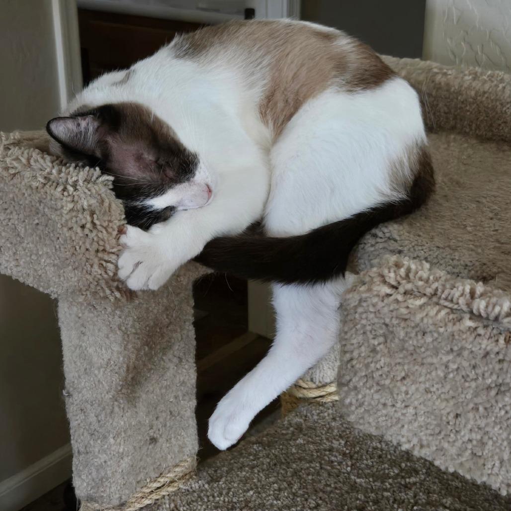 Victor, Adoptable, Senior Male Domestic Short Hair & Siamese.