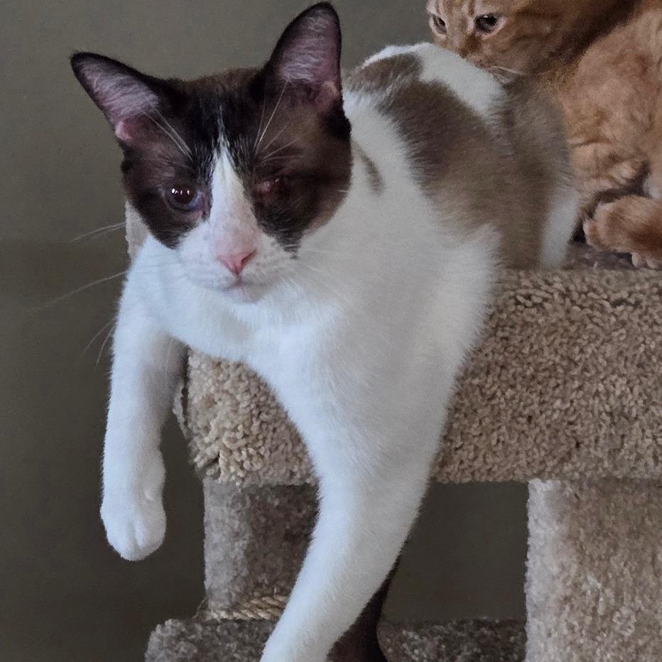 Victor, a Adoptable mixed breed in Prescott, AZ image 1/4