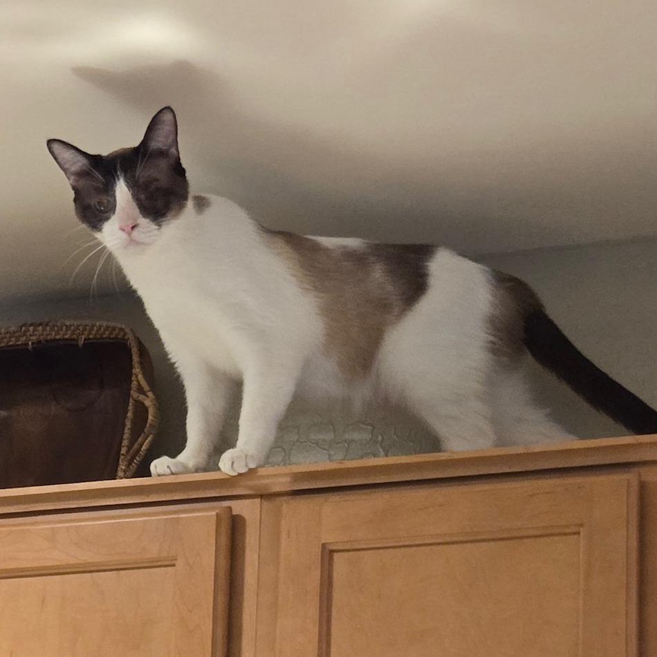 Victor, a Adoptable mixed breed in Prescott, AZ image 2/4