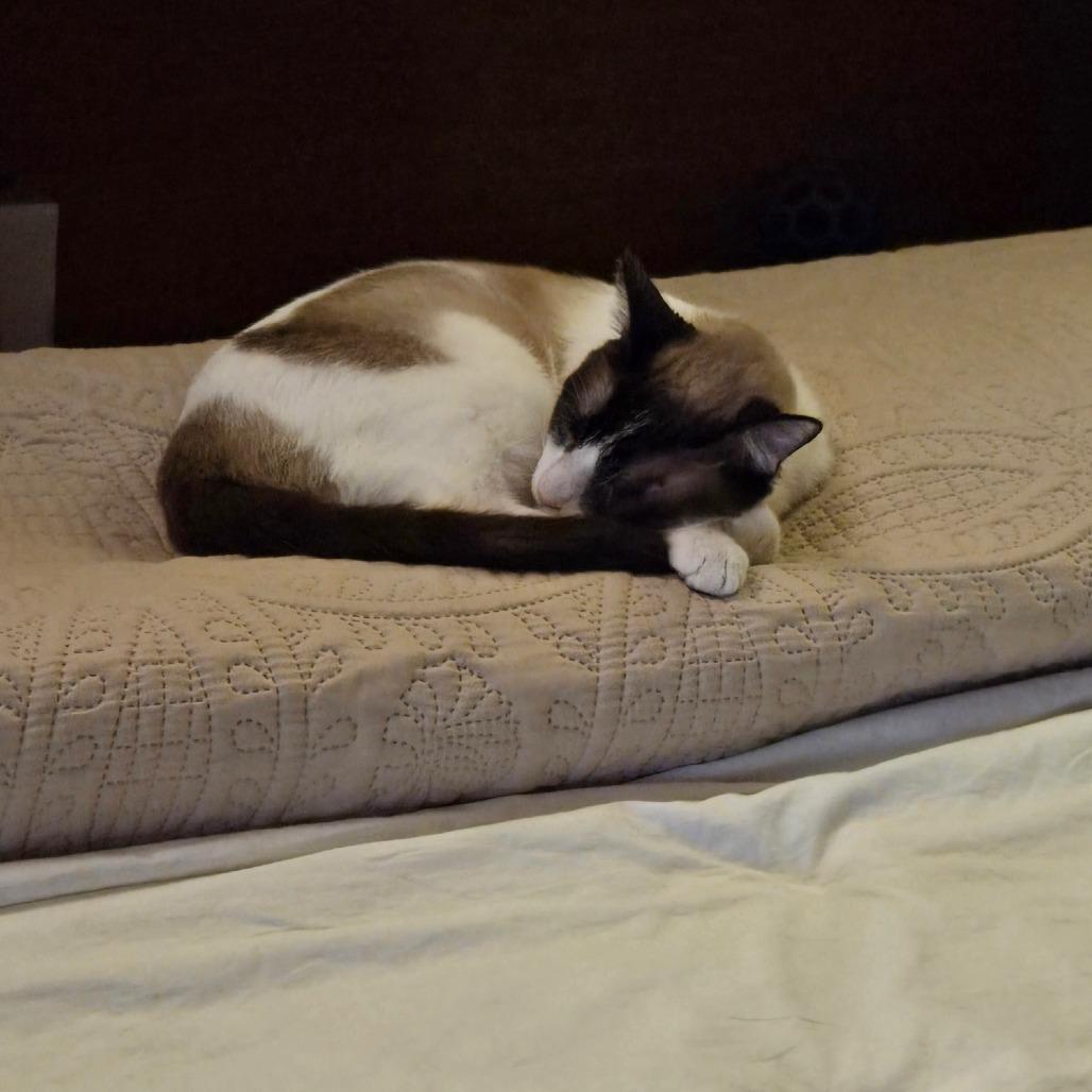 Victor, a Adoptable mixed breed in Prescott, AZ image 3/4