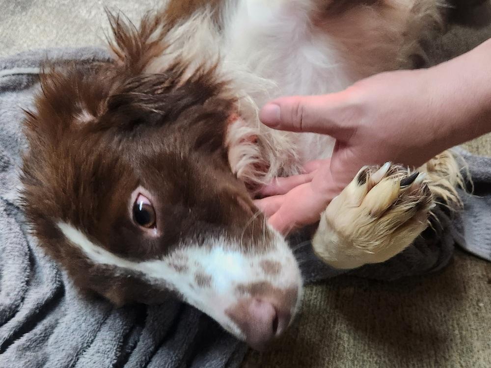 COFFEE 234-26, Adopted, Adult Female Australian Shepherd.