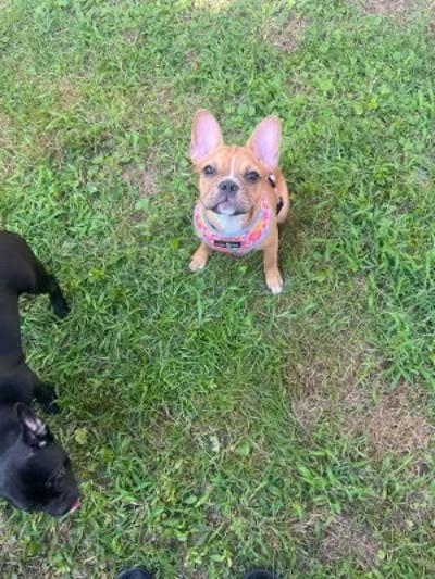 Enlarge Jolene, a ADOPTABLE mixed breed in Marlton, NJ image 1/3