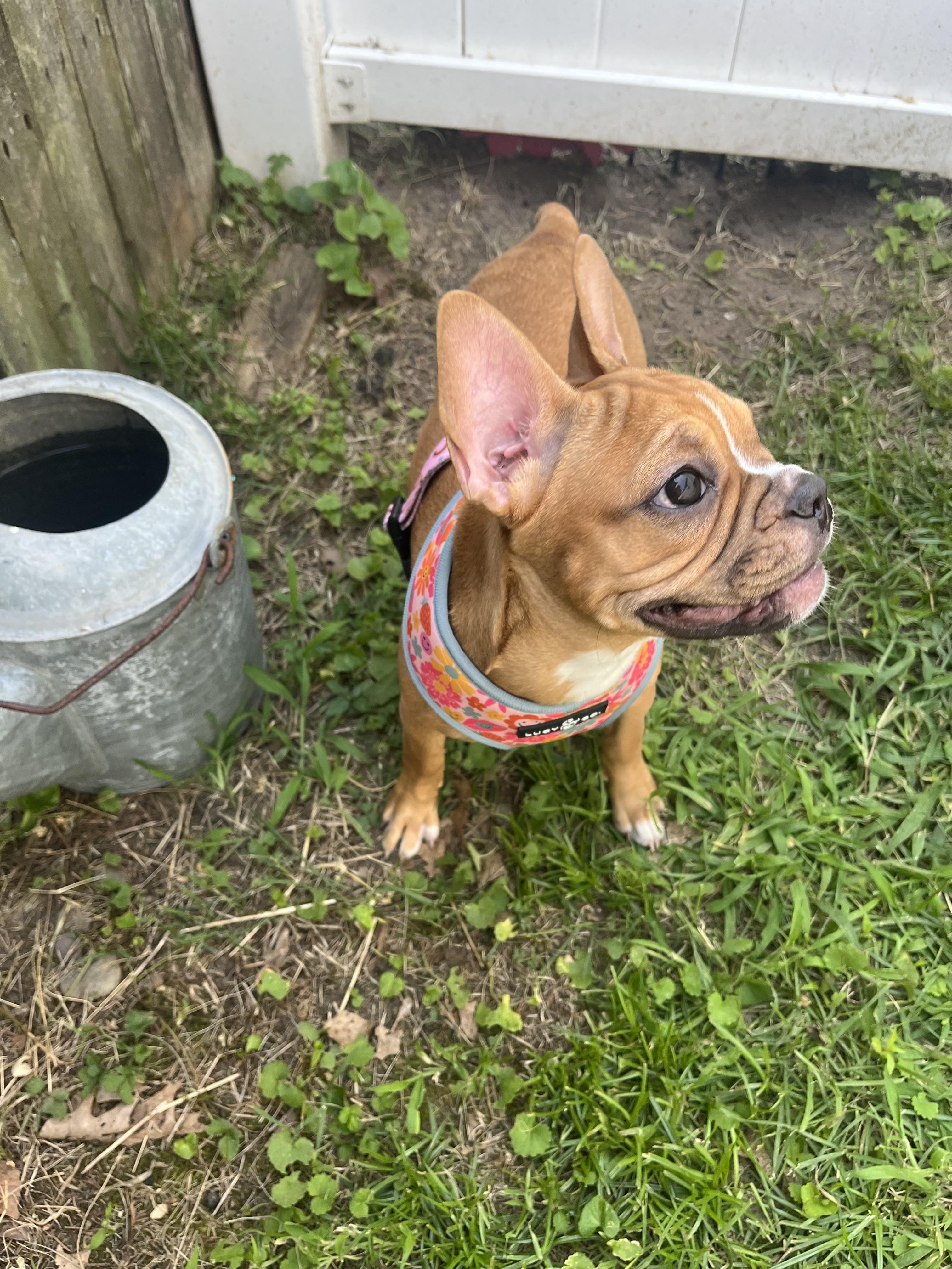 Enlarge Jolene, a ADOPTABLE mixed breed in Marlton, NJ image 3/3