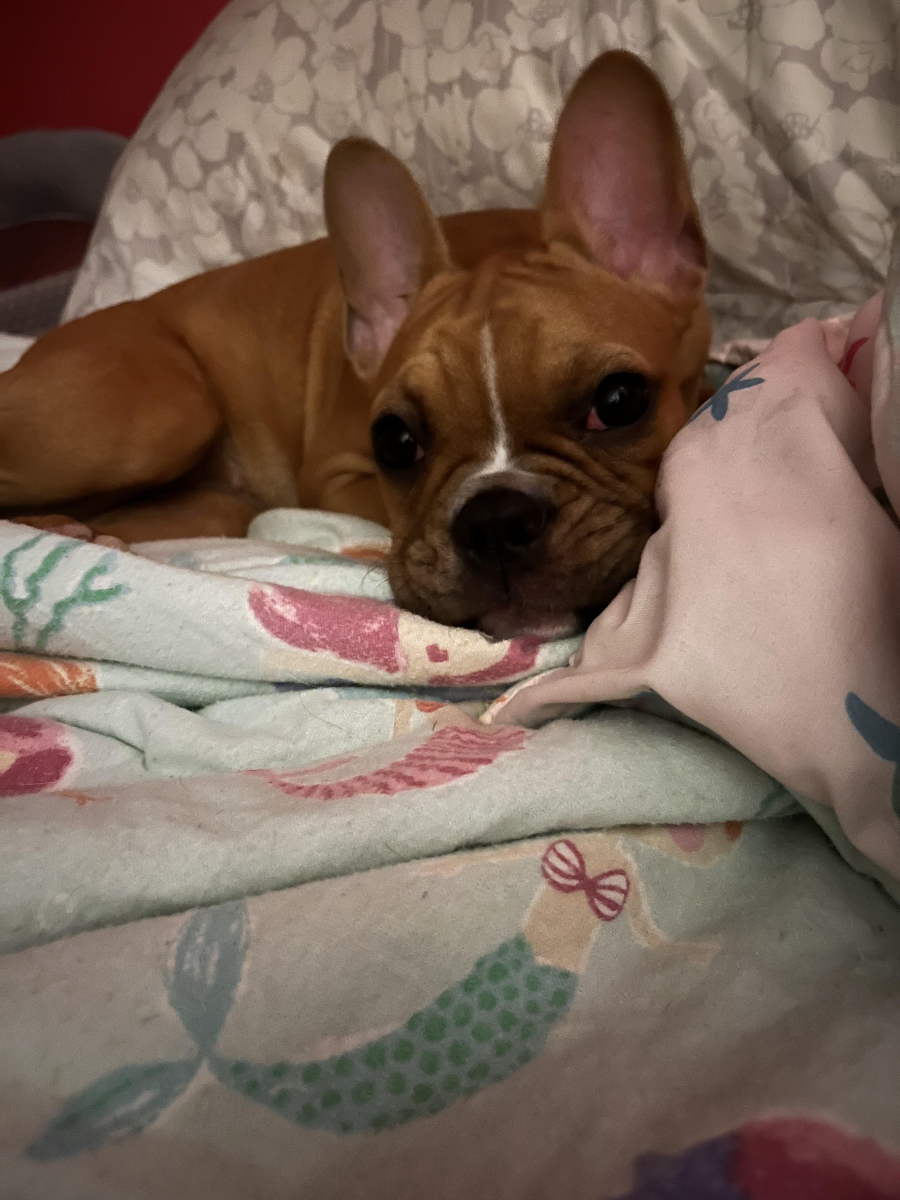 Enlarge Jolene, a ADOPTABLE mixed breed in Marlton, NJ image 2/3