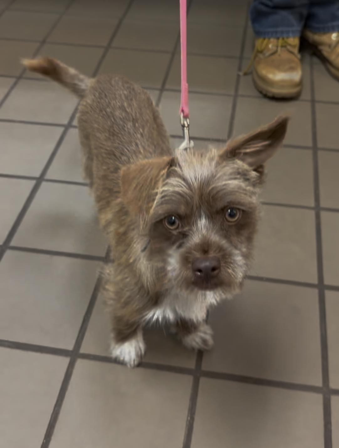 Enlarge Stella, an adopted Mixed Breed in Wantagh, NY image 1/1