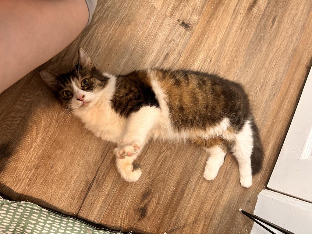Aries, Adoptable, Senior Female Domestic Medium Hair.