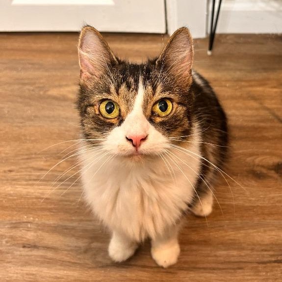 Enlarge Aries, a Adoptable mixed breed in Pitman, NJ image 1/4