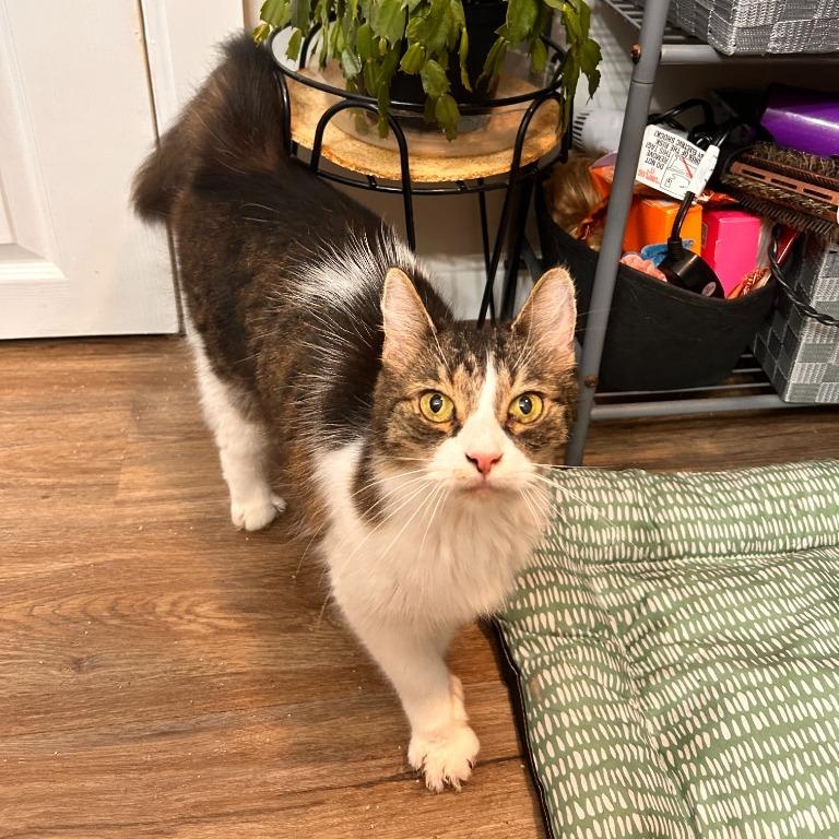 Enlarge Aries, a Adoptable mixed breed in Pitman, NJ image 4/4