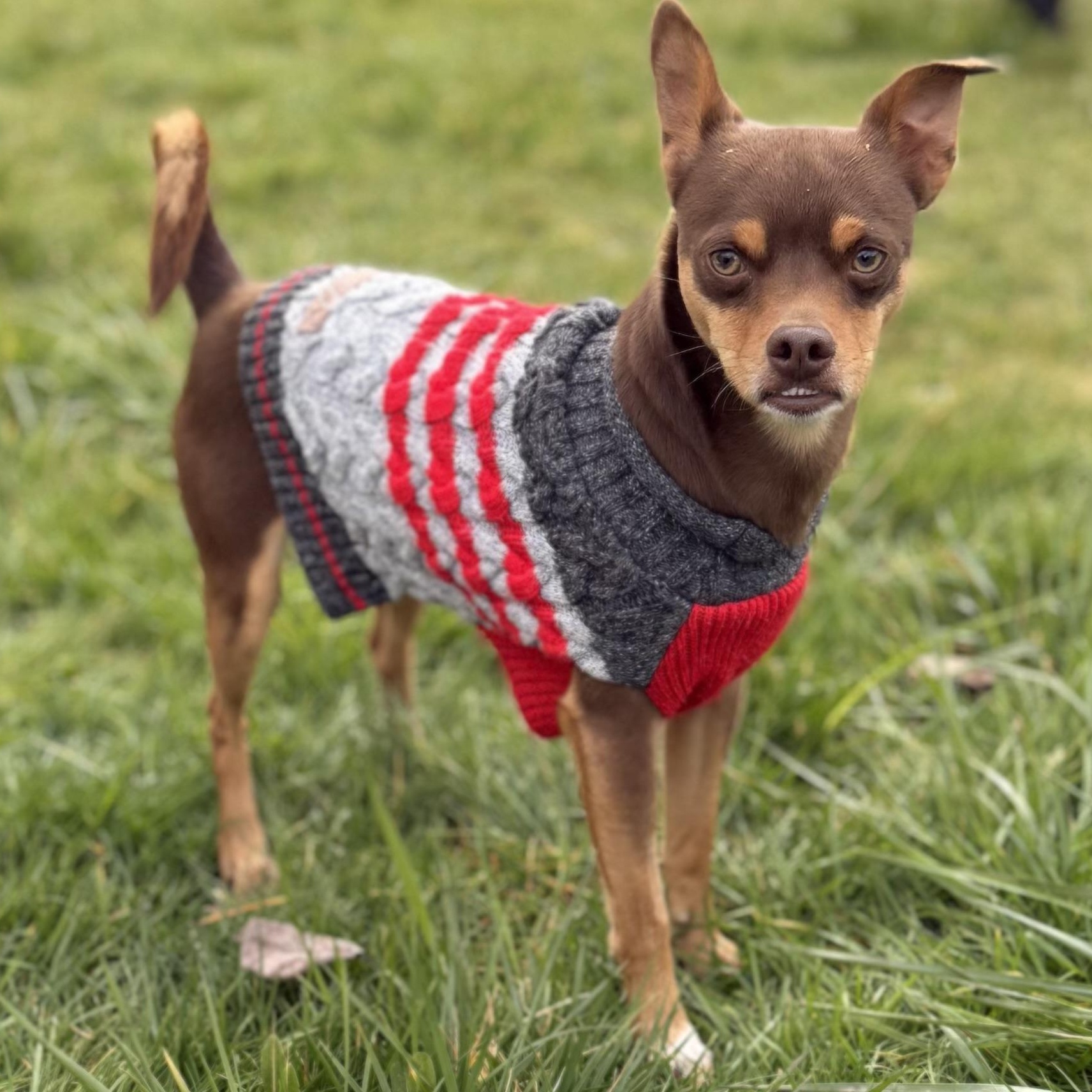 Mr. Lovely Pinto, Adoptable, Adult Male Chihuahua & Miniature Pinscher.