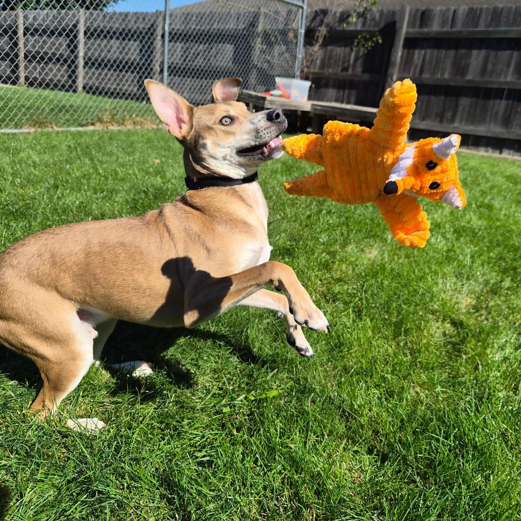 Slingshot, Adoptable, Young Male Mixed Breed & None.