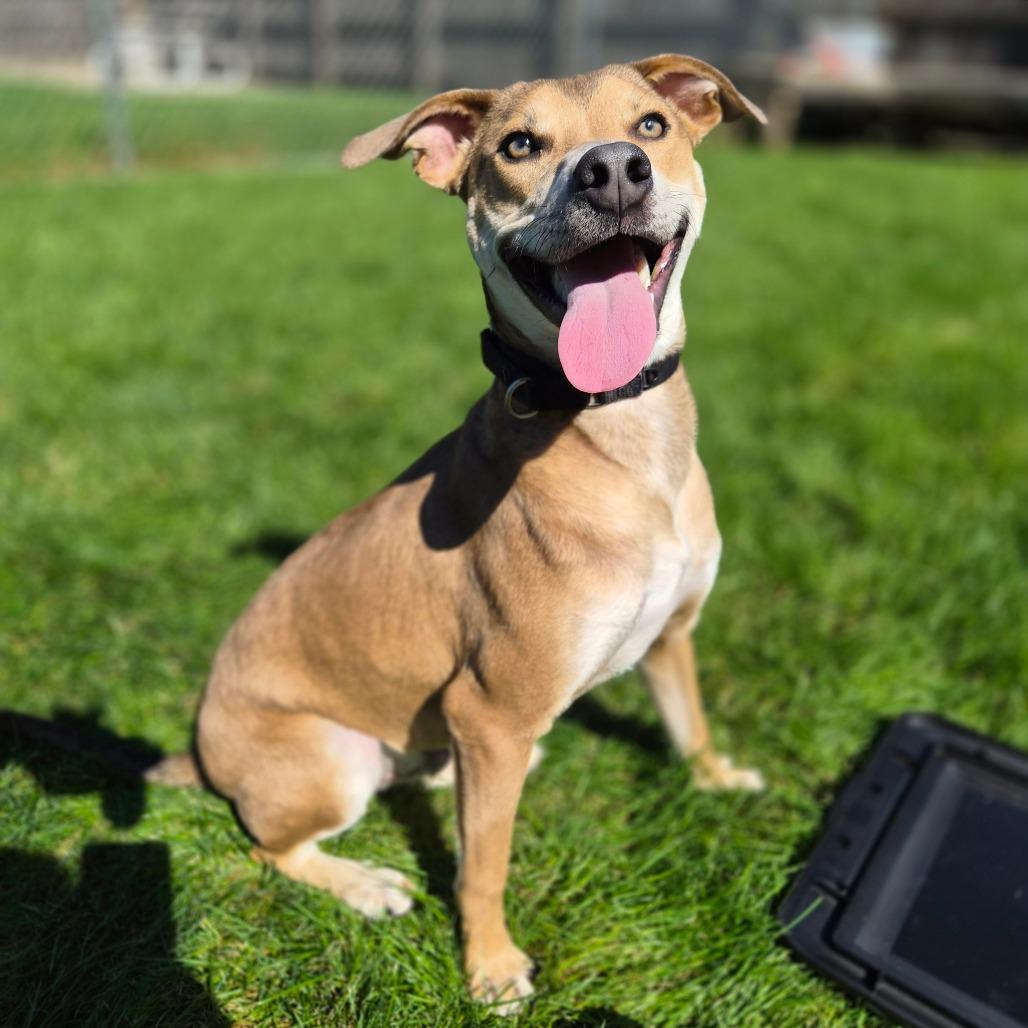 Enlarge Slingshot, a Adoptable Mixed Breed in Woodstock, IL image 2/6
