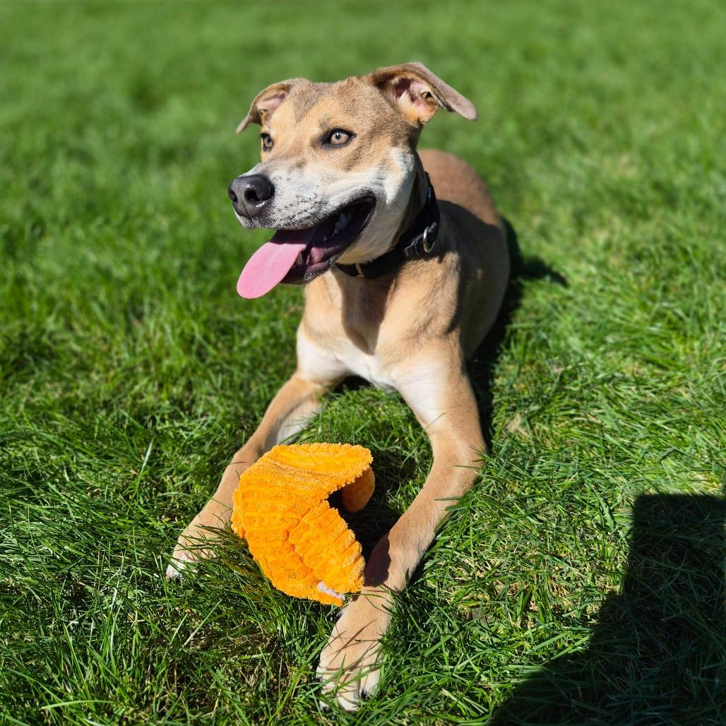 Enlarge Slingshot, a Adoptable Mixed Breed in Woodstock, IL image 3/6