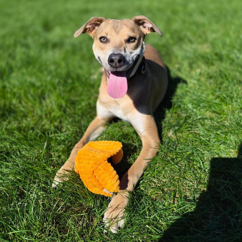 Enlarge Slingshot, a Adoptable Mixed Breed in Woodstock, IL image 4/6