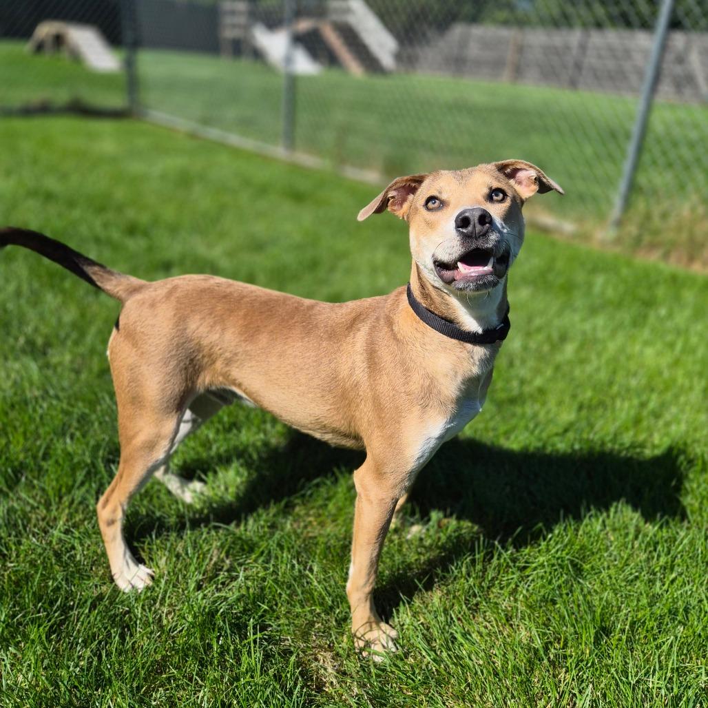 Enlarge Slingshot, a Adoptable Mixed Breed in Woodstock, IL image 5/6