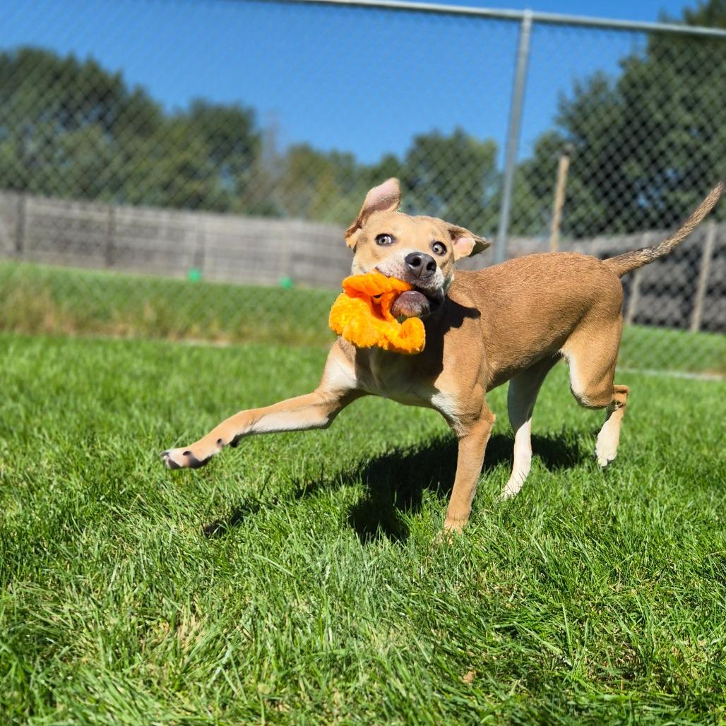 Enlarge Slingshot, a Adoptable Mixed Breed in Woodstock, IL image 6/6