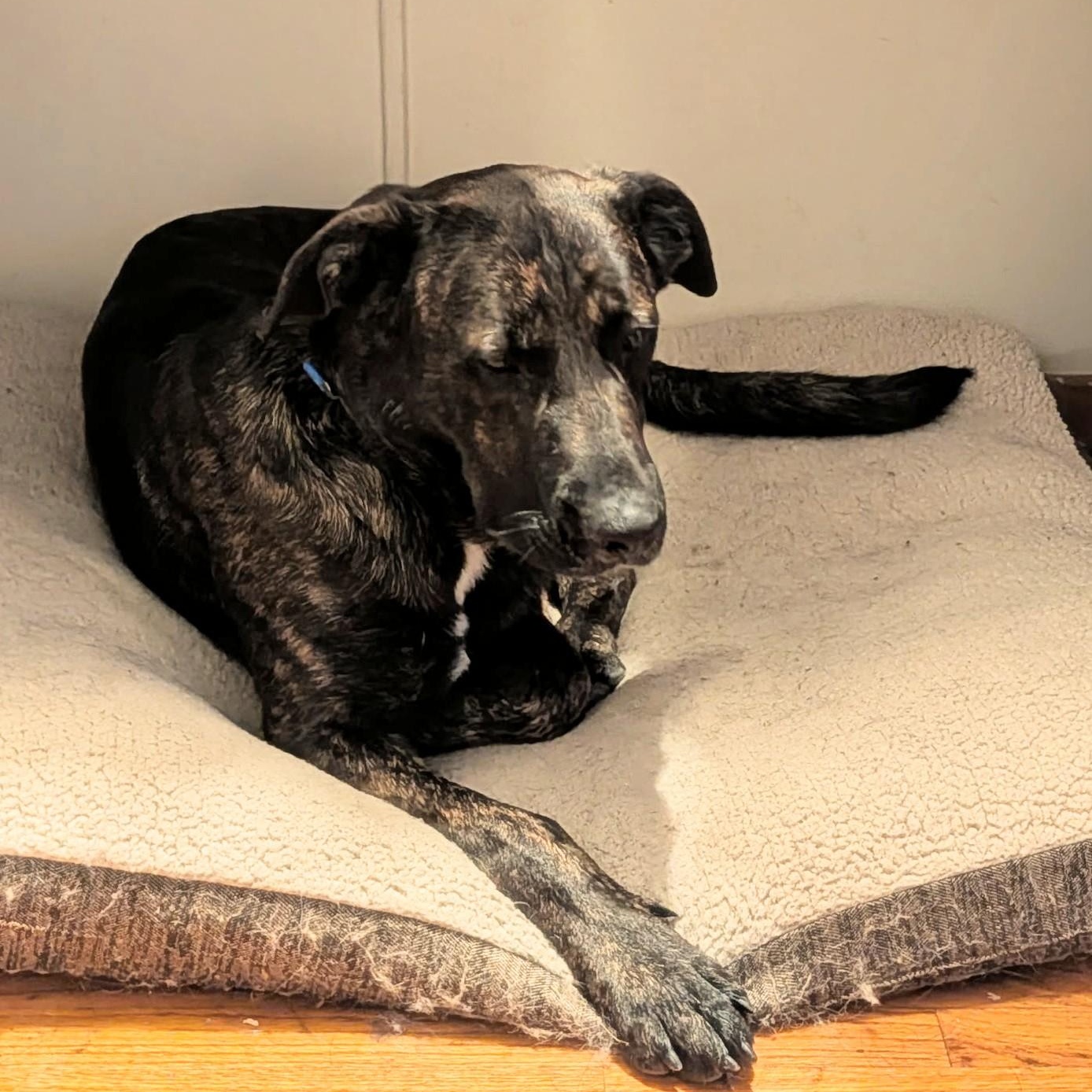 Shawn, a ADOPTABLE Dutch Shepherd in PINON HILLS, CA image 3/3