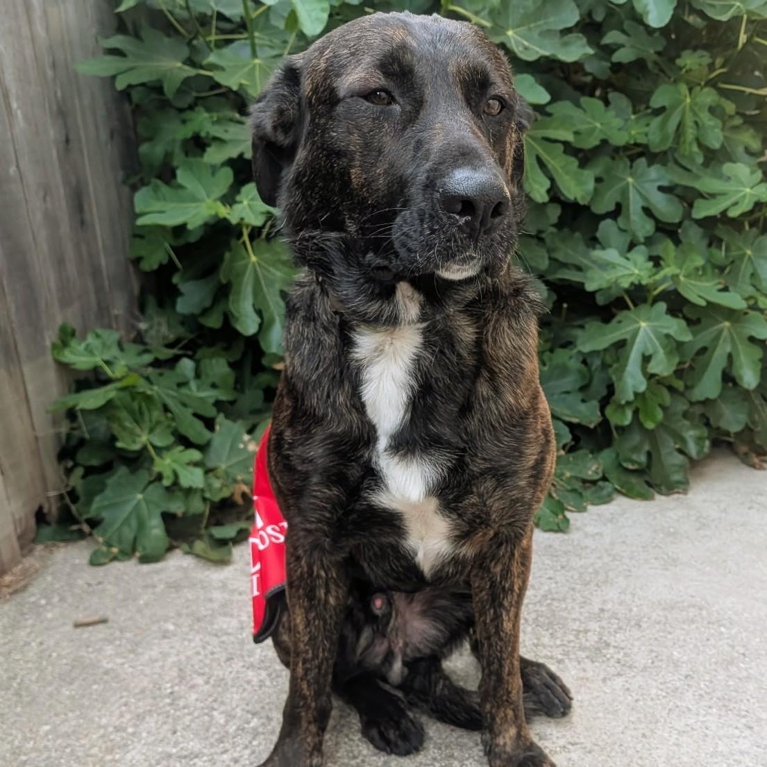 Shawn, a ADOPTABLE Dutch Shepherd in PINON HILLS, CA image 1/3