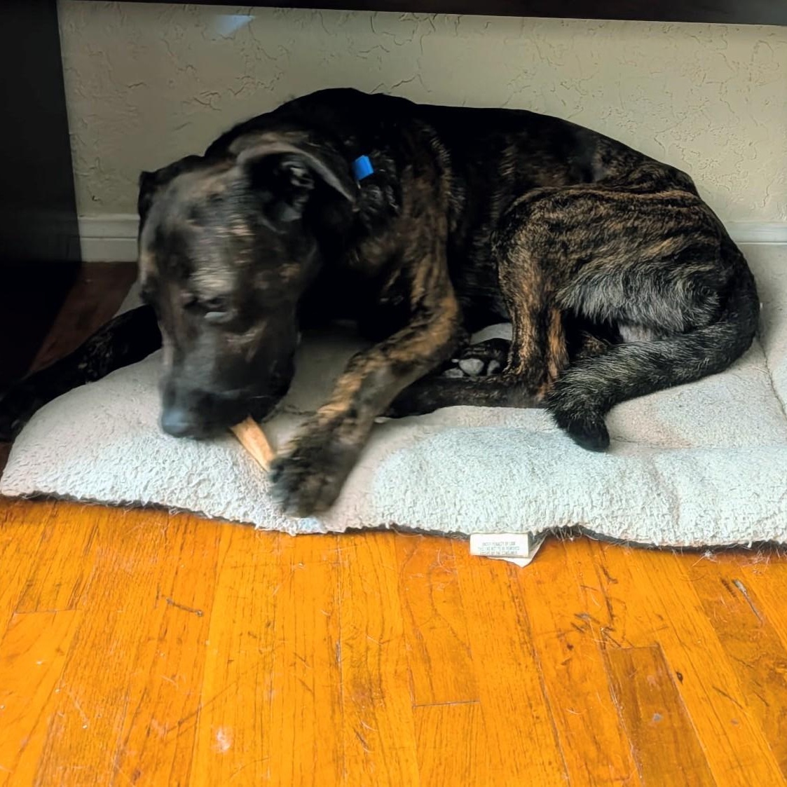 Shawn, a ADOPTABLE Dutch Shepherd in PINON HILLS, CA image 2/3