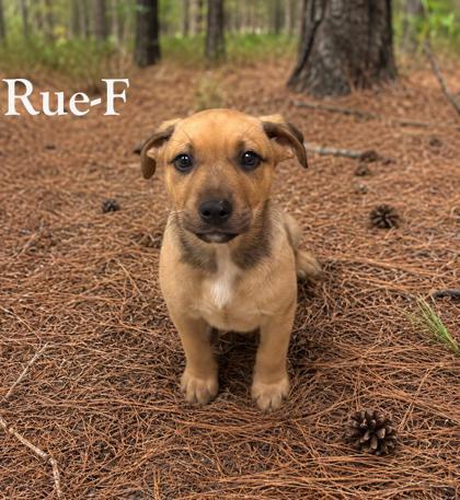 Rue, Adoptable, Puppy Female Labrador Retriever & Mixed Breed.