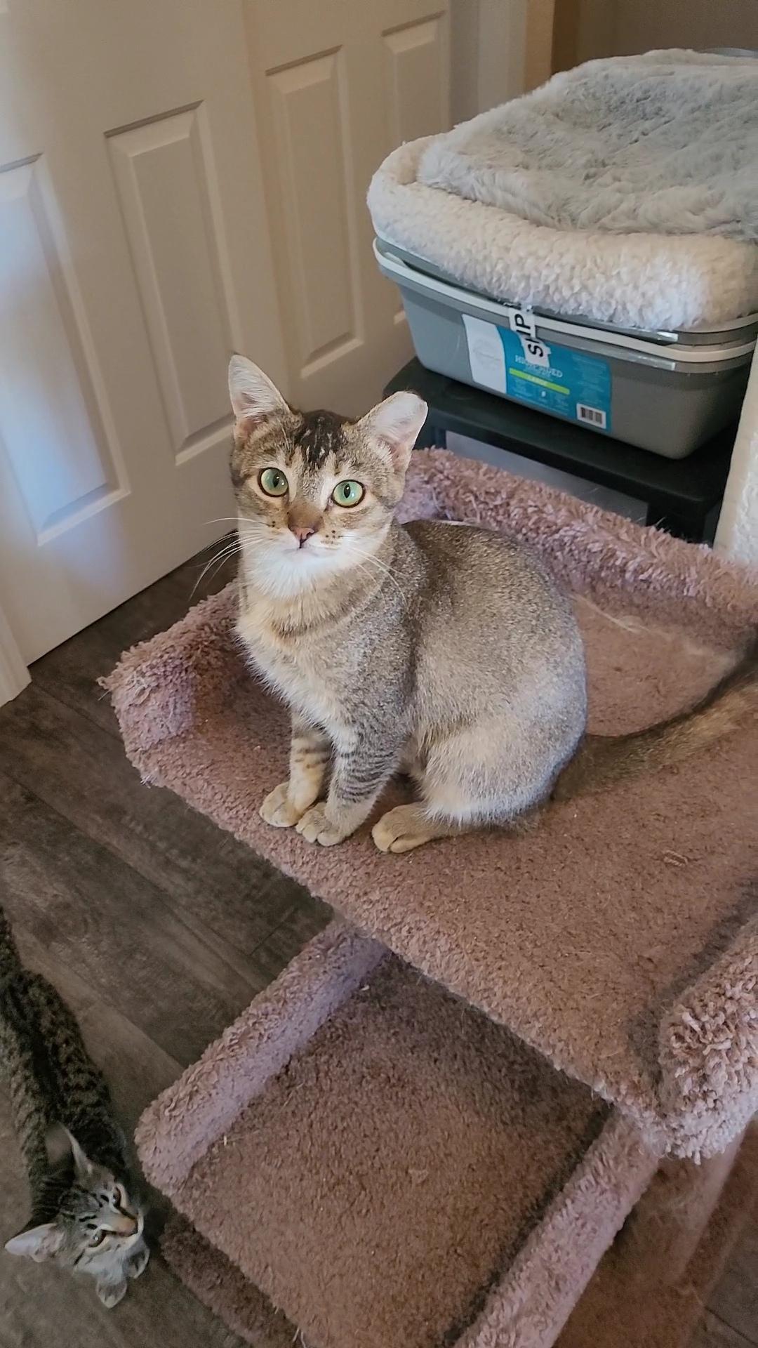 Enlarge HAZEL, a Adoptable mixed breed in Escalon, CA image 3/6
