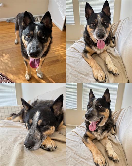 MILO, Adoptable, Adult Male Australian Cattle Dog / Blue Heeler.