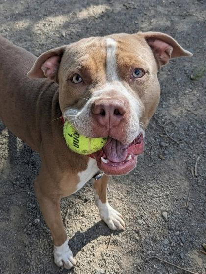 Melo, Adoptable, Adult Male Mixed Breed.