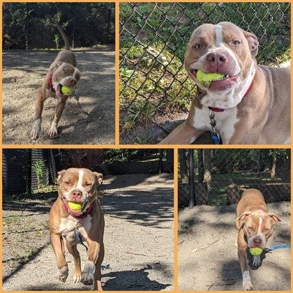 Enlarge Melo, a Adoptable Mixed Breed in Fairfax, VA image 2/3