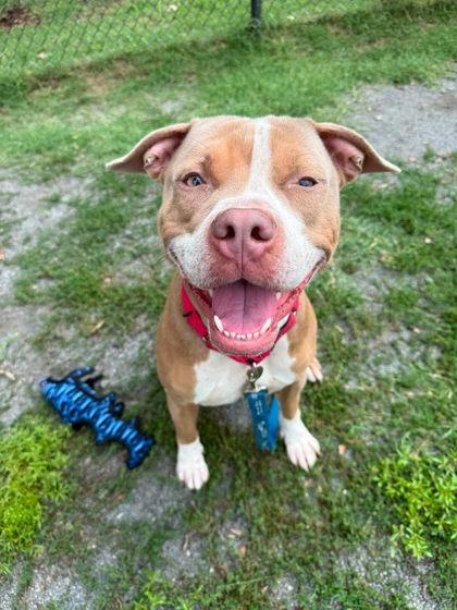 Enlarge Melo, a Adoptable Mixed Breed in Fairfax, VA image 3/3