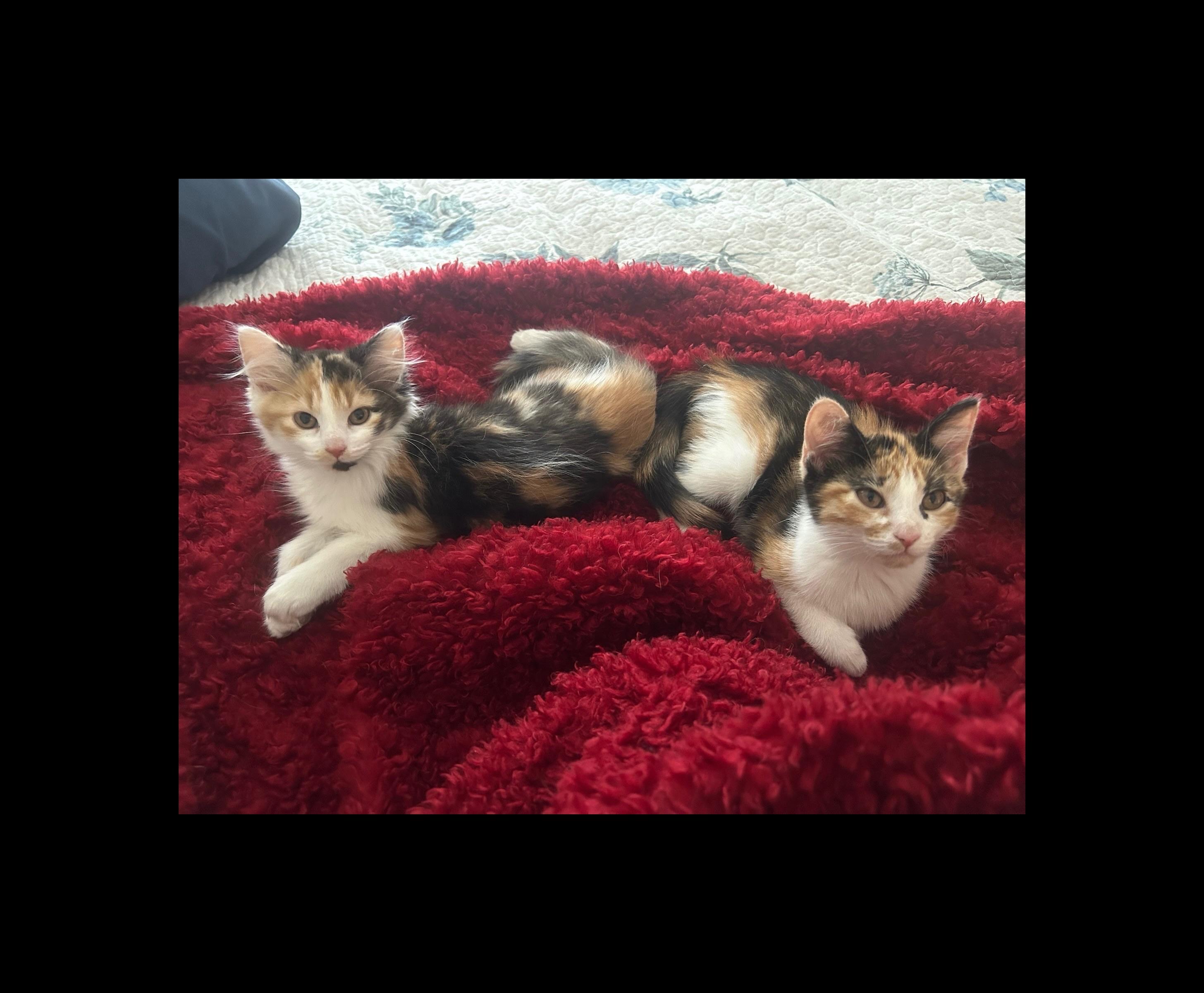 Belle & Jasmine BONDED