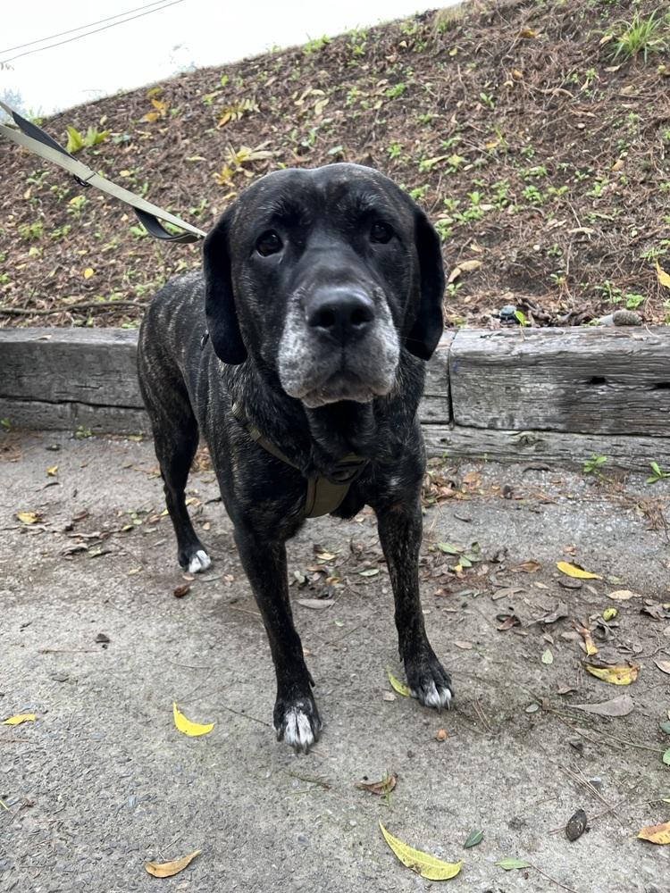 Nudge, Adoptable, Adult Female Mastiff & Presa Canario.