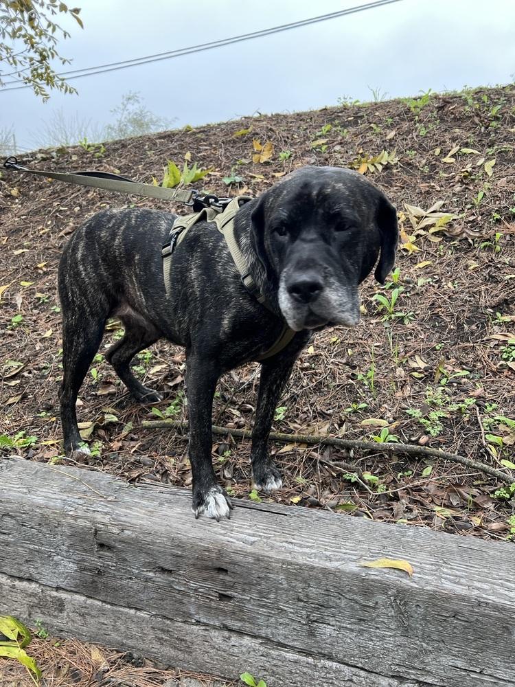 Enlarge Nudge, a Adoptable mixed breed in Oakdale, CA image 2/6