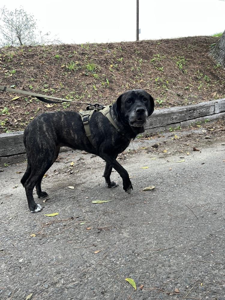Enlarge Nudge, a Adoptable mixed breed in Oakdale, CA image 3/6